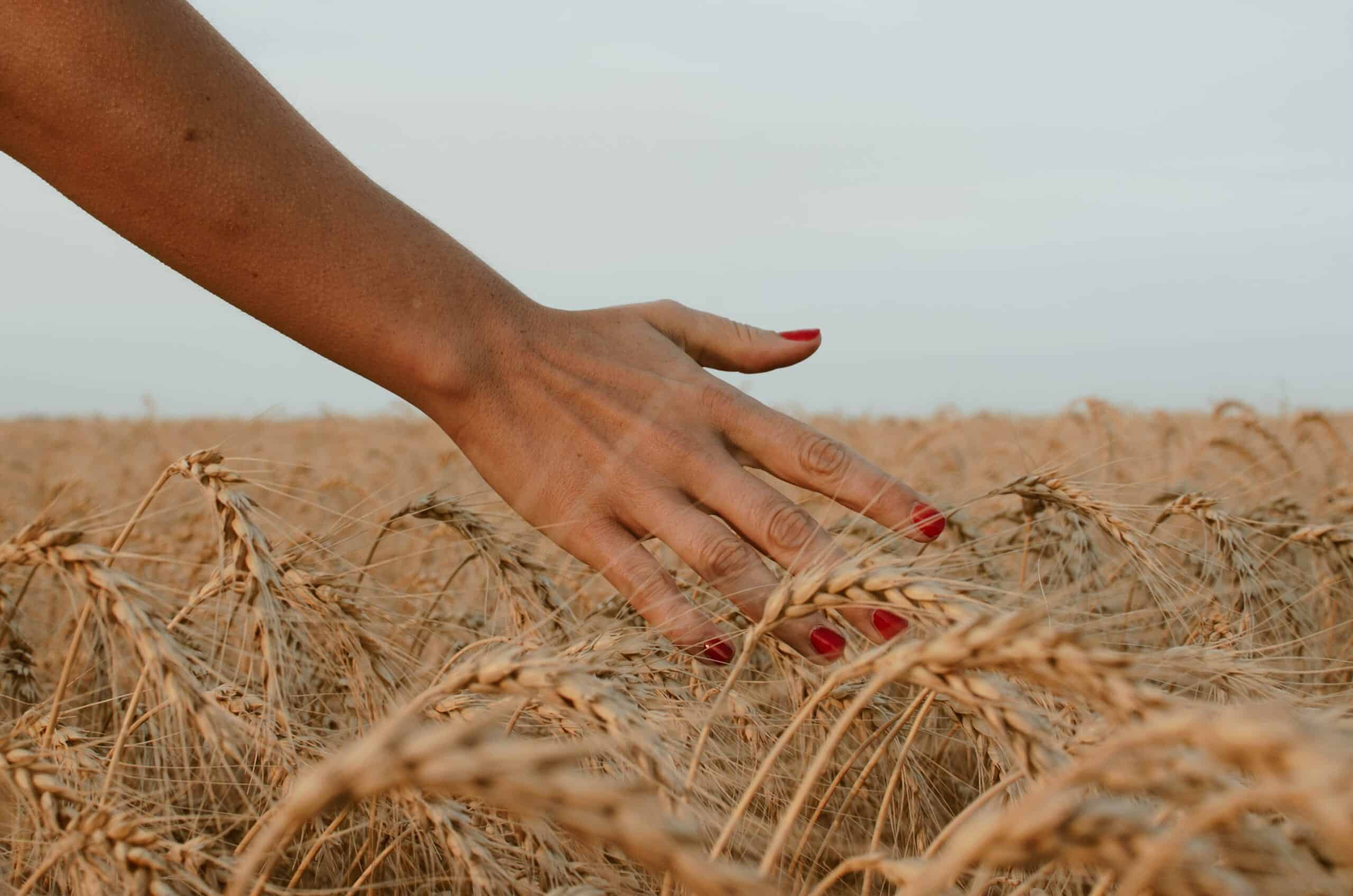 mains champs de blé