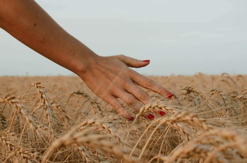 qu'est ce qu'une manucure : main de femme dans les champs
