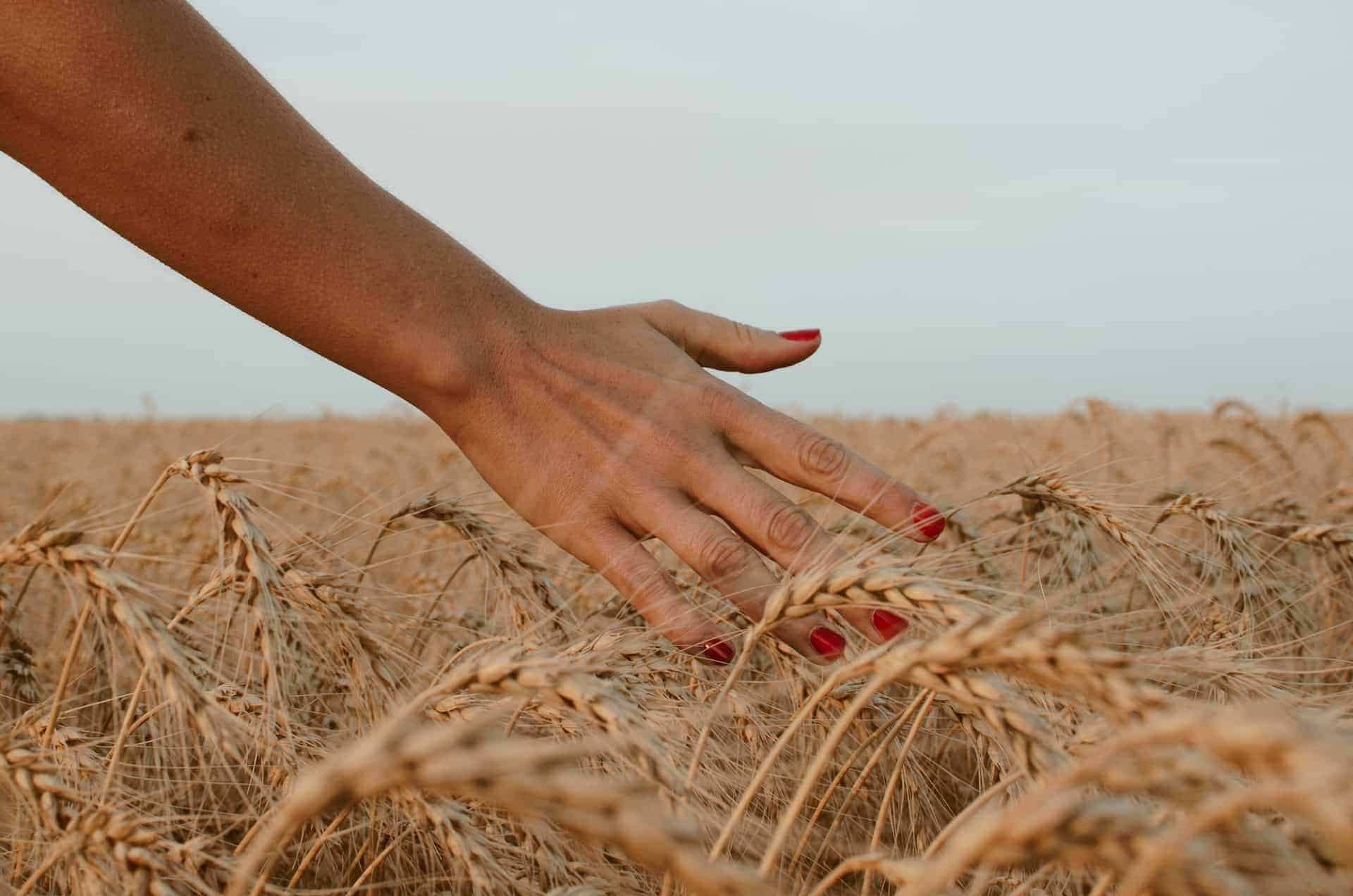 qu'est ce qu'une manucure : main de femme dans les champs