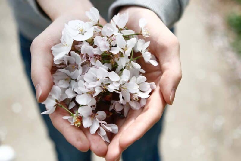 mains sèches : fleurs dans les mains