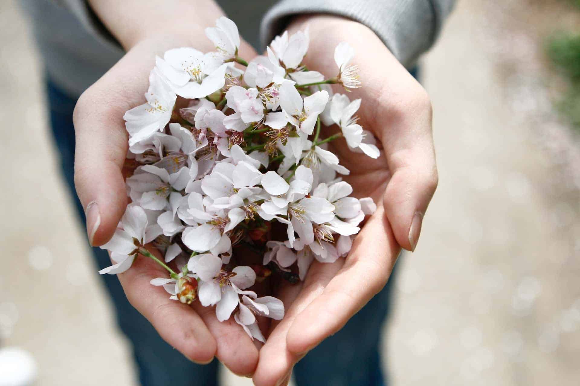 mains sèches : fleurs dans les mains